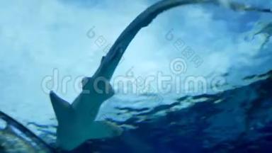 鲨鱼在著名的<strong>海洋世界</strong>水族馆游泳